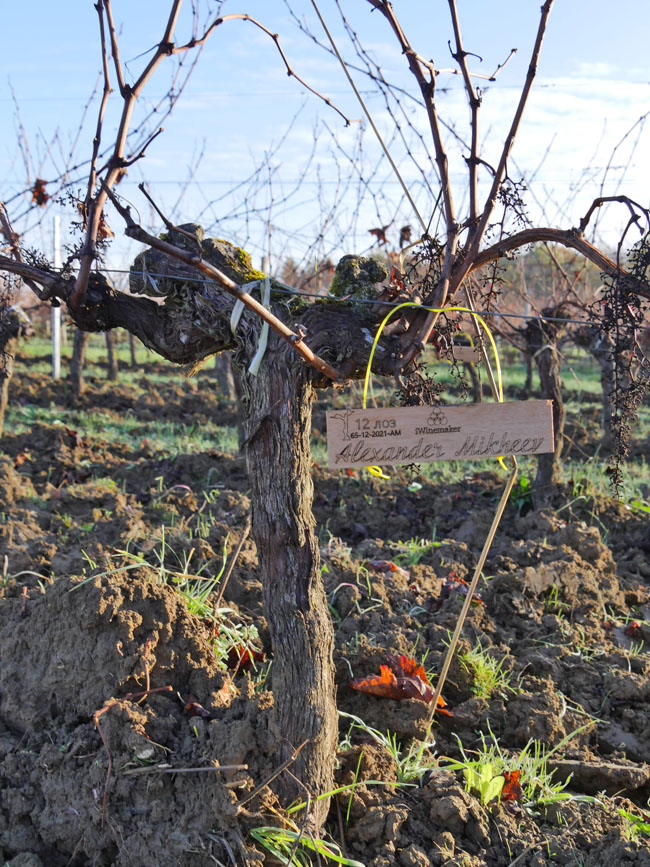 Виноградник на урожай